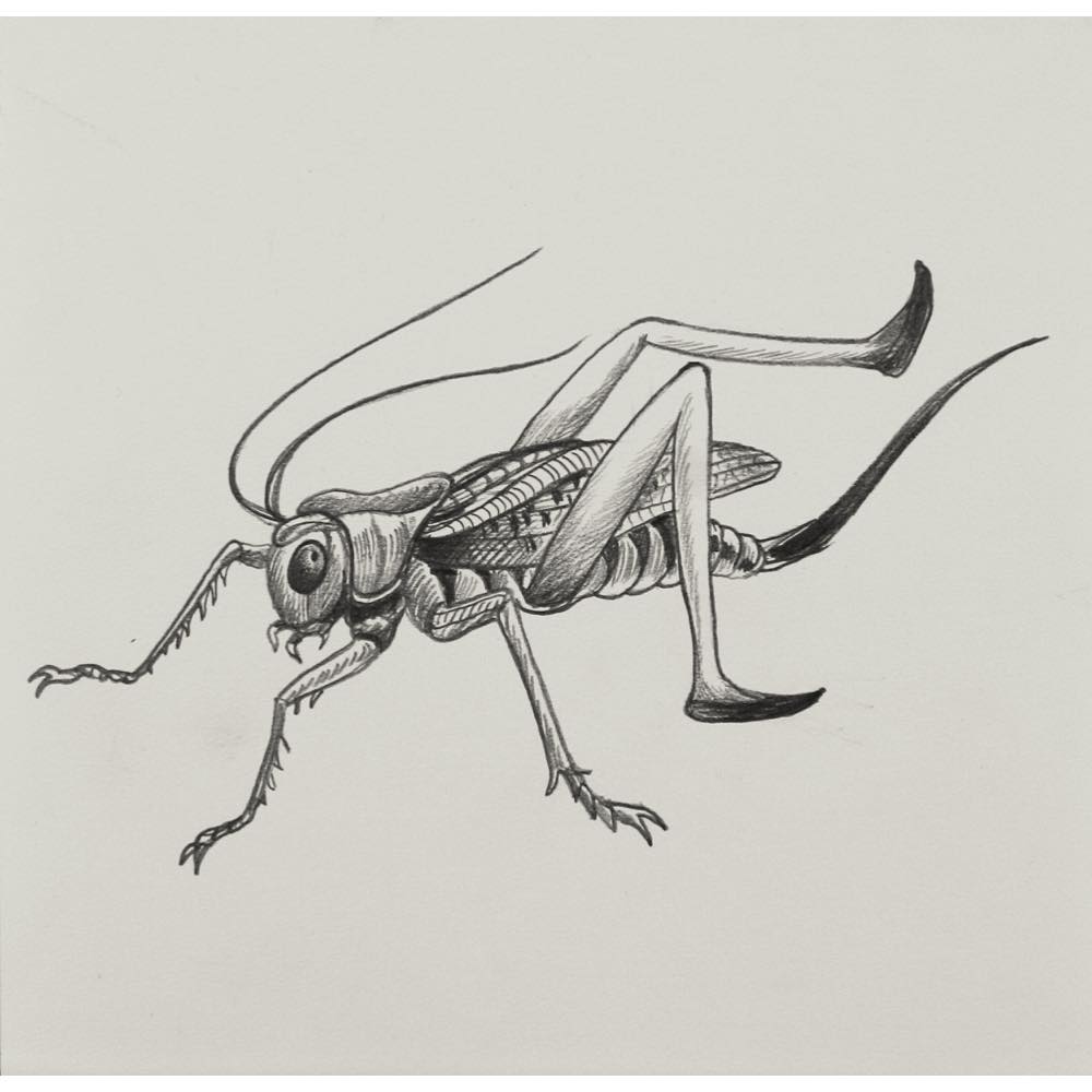 鴻池朋子, Tomoko Konoike, 素焼粘土, 焼物, オブジェ, こうのいけともこ, ドローイング, drawing